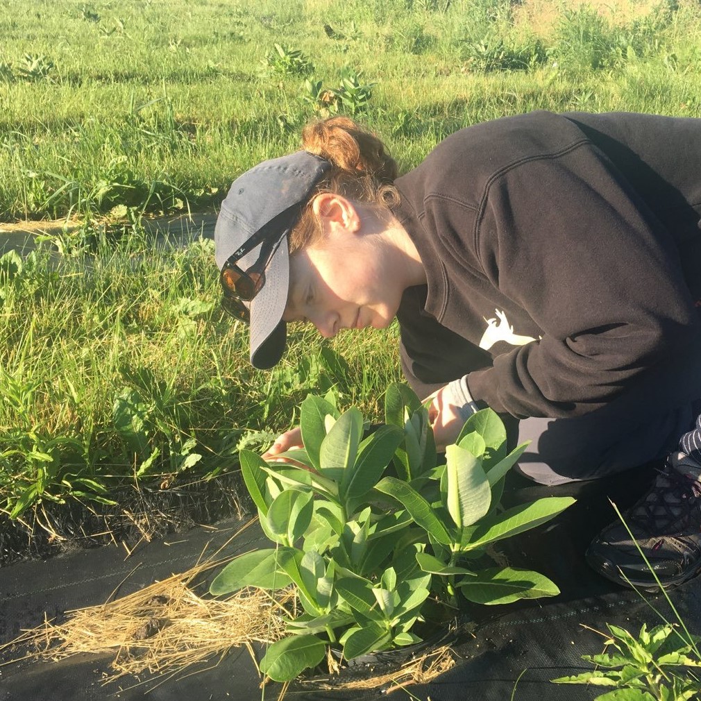 Surveying milkweed in common garden experiment