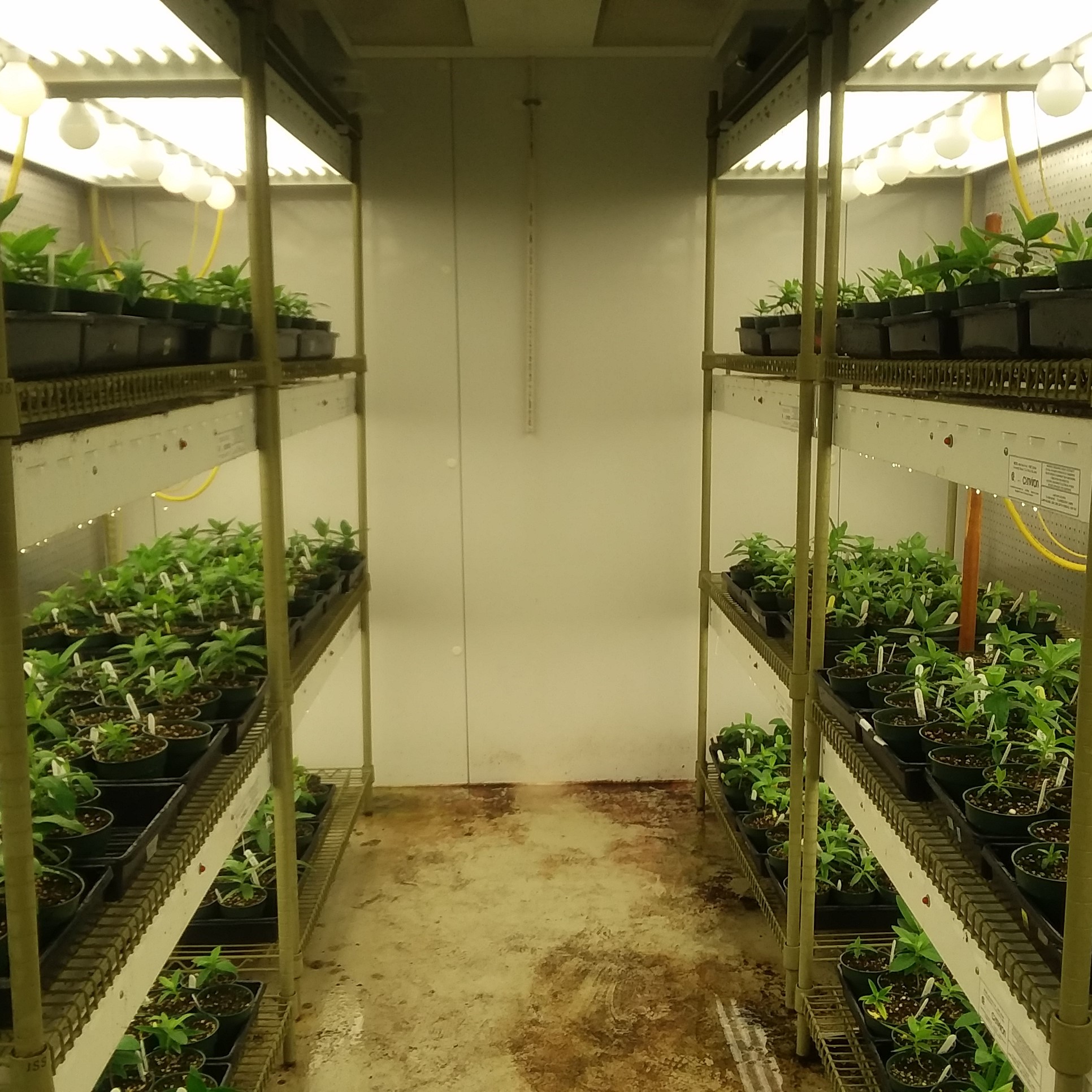 Milkweed seedlings in growth chamber