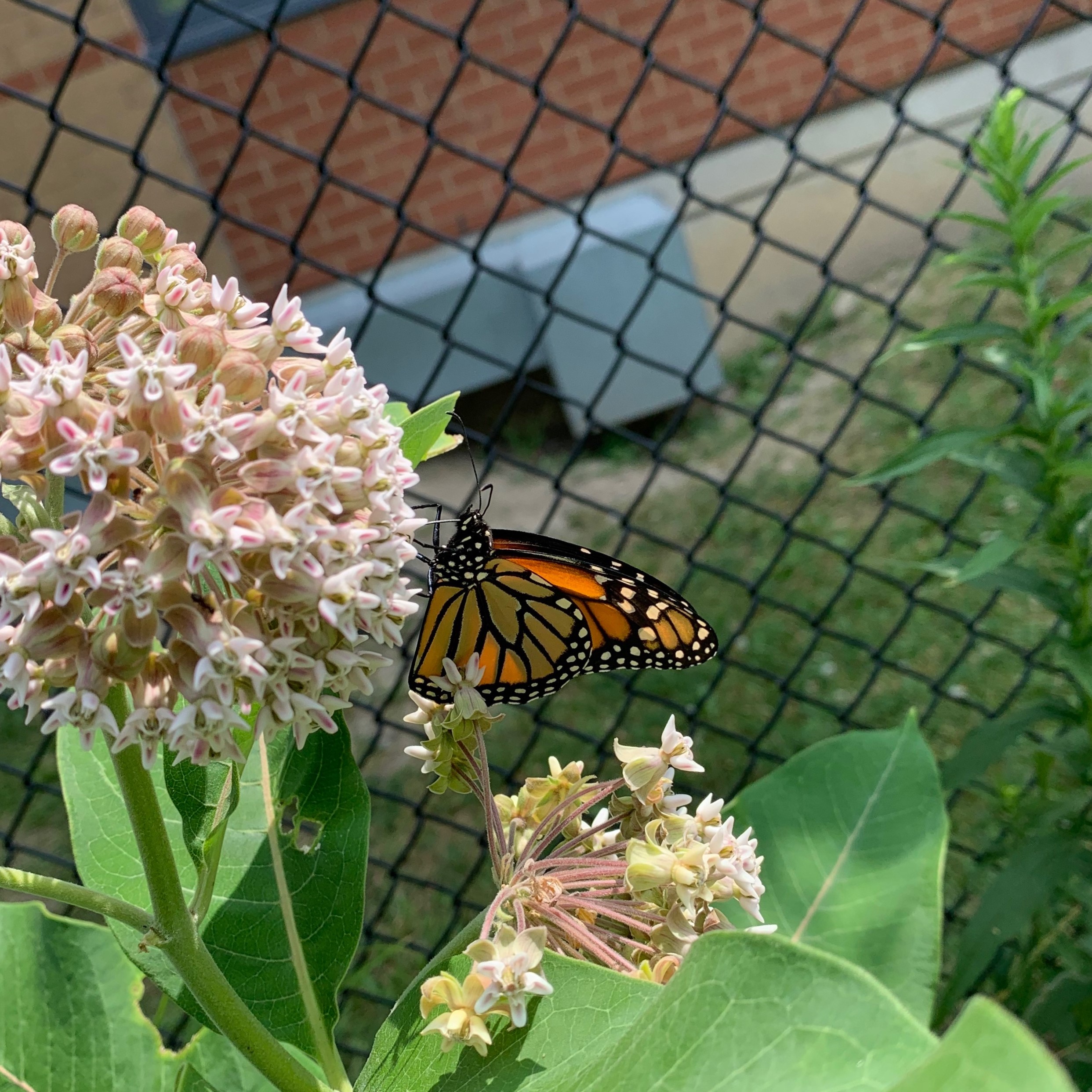Milkweed with Monarch butterfly in Toronto. PC: Vanessa Nhan